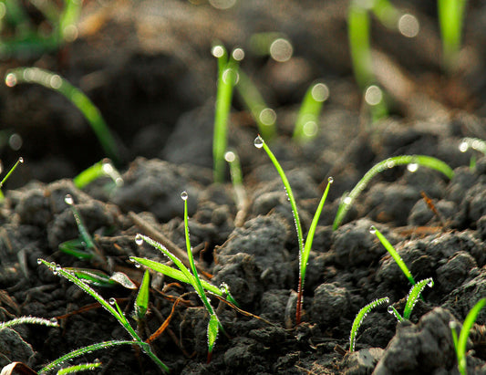 Earth Day and the Zero-Waste Kitchen: Why Organic Bone Broth is the Ultimate Sustainable Food